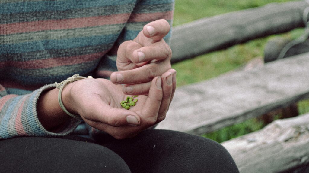 pexels-photo-9182913-9182913 A person in a striped sweater holds small green seeds, sitting outdoors on a bench.